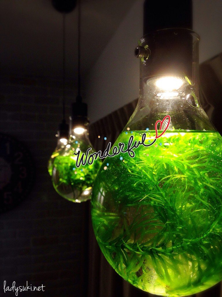 Seaweed Lights